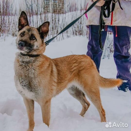 Ник из приюта Щербинка