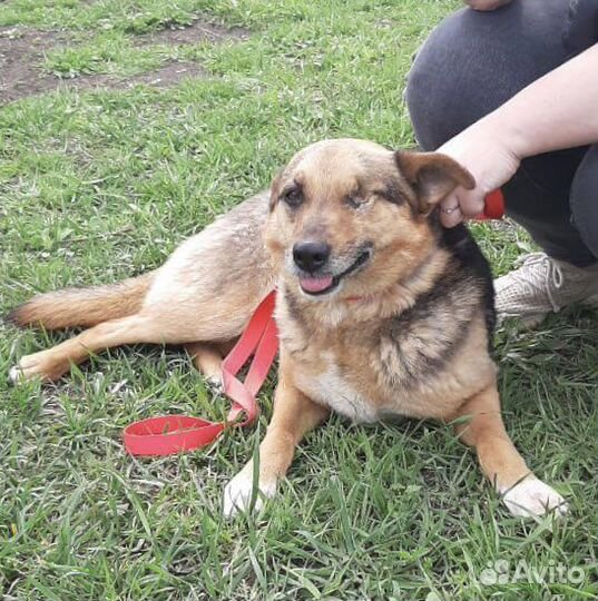 Лиза особенная собака улыбка