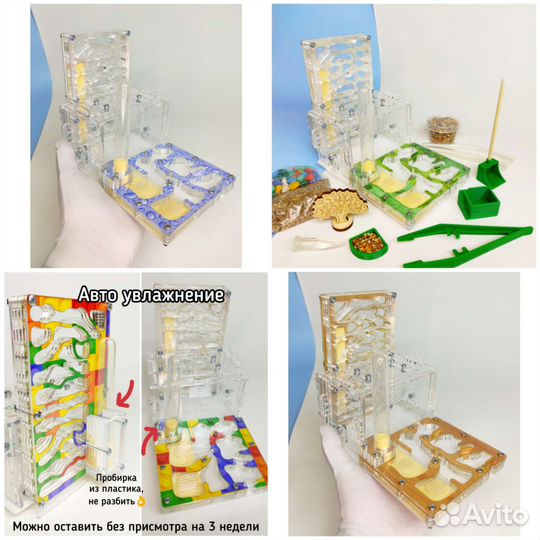 Муравьи Жнецы, Муравьиные фермы,есть Доставка