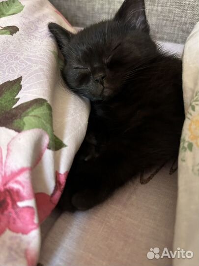 Британская кошка