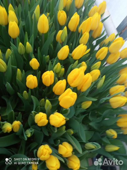 Луковицы тюльпанов