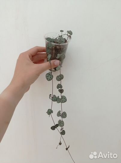 Комнатные растения, цветы