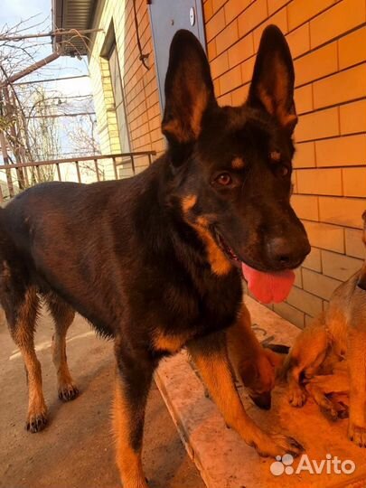 Вязка восточно-европейская овчарка