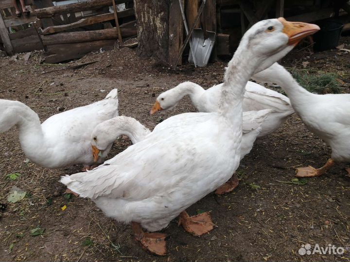 Гуси, индоутки, цыплята, утята