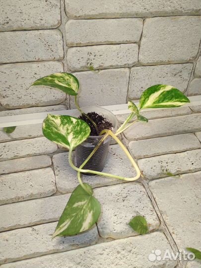 Сциндапсус Эпипремнум Аурем Золотистый