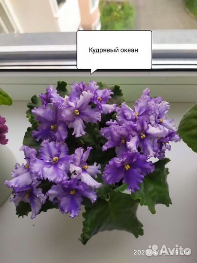 Фиалки сортовые