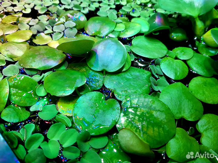 Пистия, эйхорния, лимнобиум