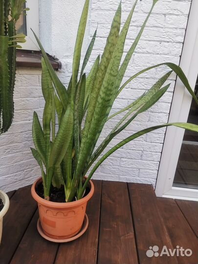 Взрослые комнатные цветы(цена за все)