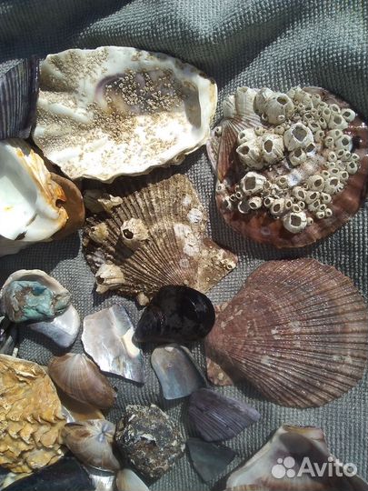 Раковины,створки моллюсков, ракушки,обломки ракуше
