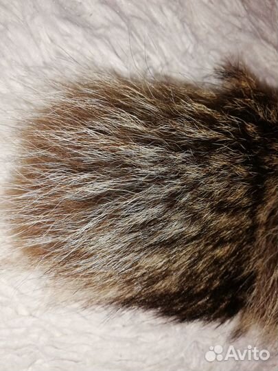 Воротник мех волк