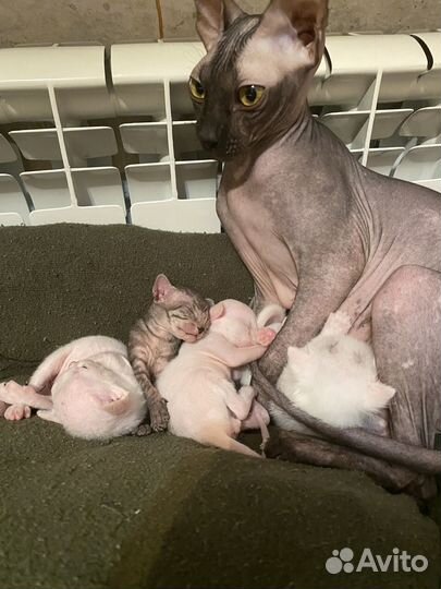 Кошки донской сфинкс