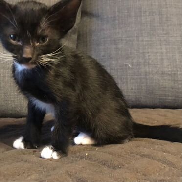 Ориентальный котёнок