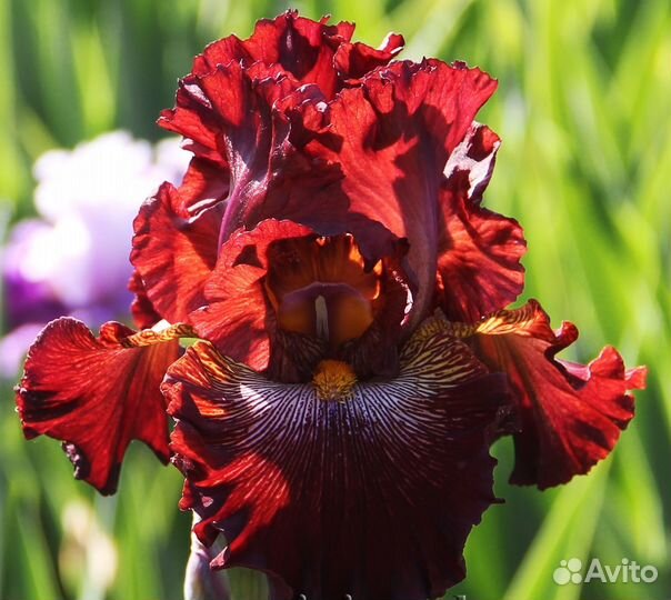 Ирисы бородатые