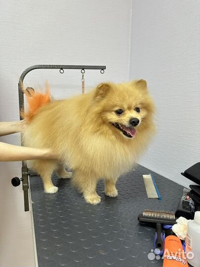 Модель на стрижку собак и кошек