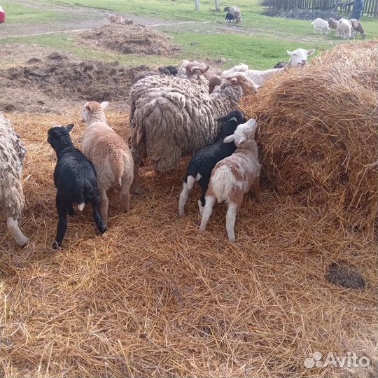 Барашки на племя (бронь)