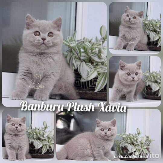 Лиловые Британцы