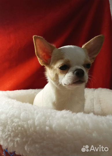 Чихуахуа девочка