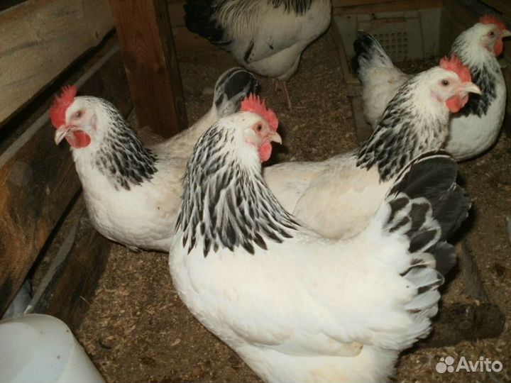 Куры Ломанбраун, Хайсекс, Доминант, Коралл-ник