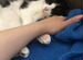 Черно-белая кошка в добрые руки