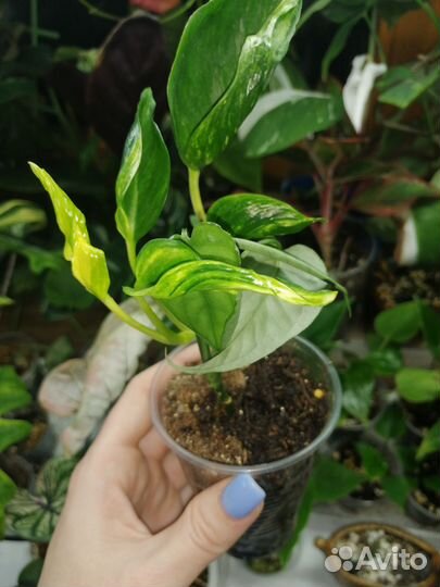 Эпипремнум Godzilla/ Годзилла вариегатный