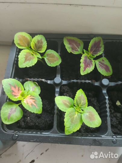 Колиус разные