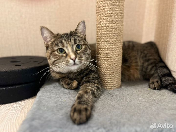 Кошку хотят выкинуть из-за аллергии ребенка