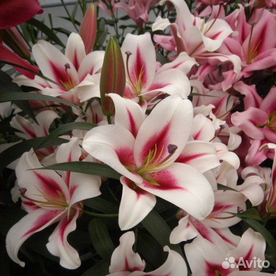 Саженцы лилии