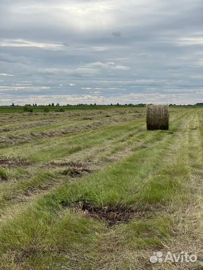 Продам сено в рулонах