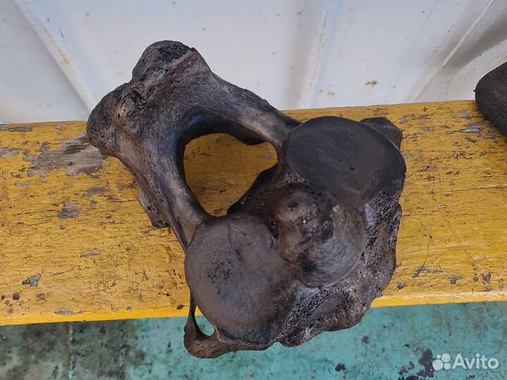 Позвонок мамонта