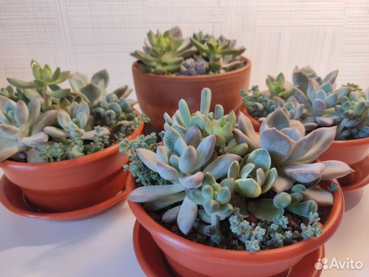Флорариум из суккулентов