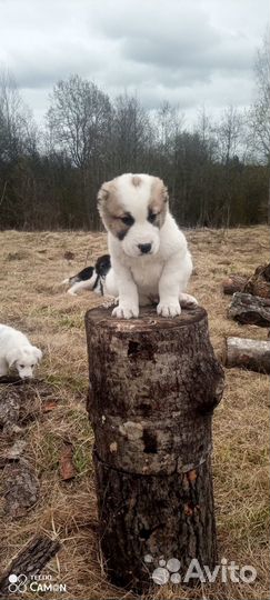 Продаются щенки сао