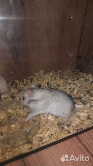 Сирийские хомячки