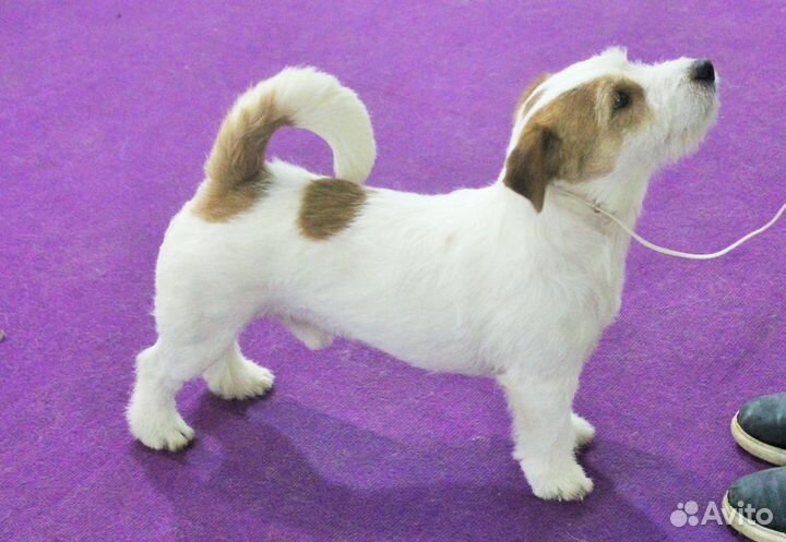 Джек Рассел терьер для вязки