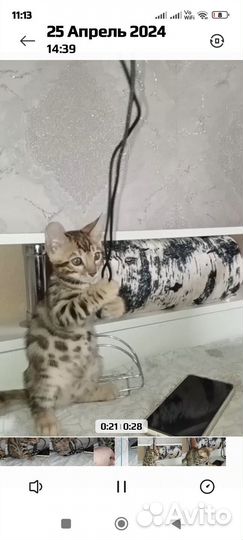 Бенгальские котята