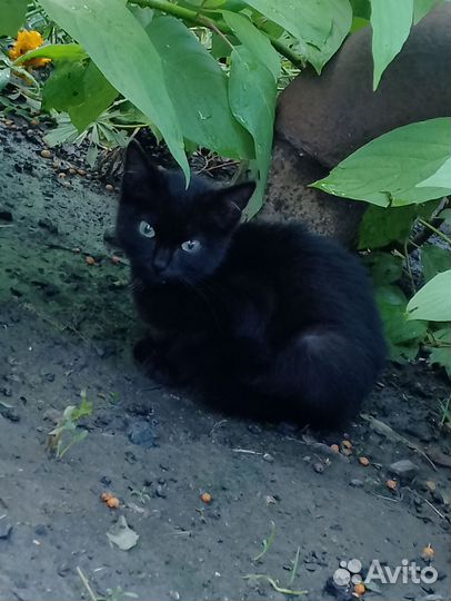 Отдадим кошечку