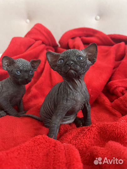 Канадский сфинкс котенок девочка