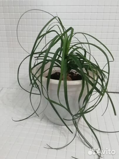 Нолина. Бокарнея. Бутылочное дерево. Слоновья нога