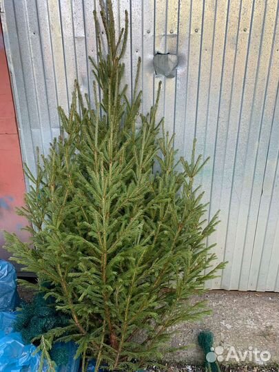 Ель новогодняя живая