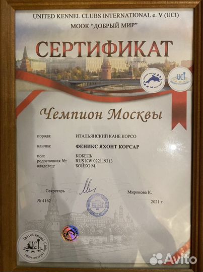 Кобель для вязки