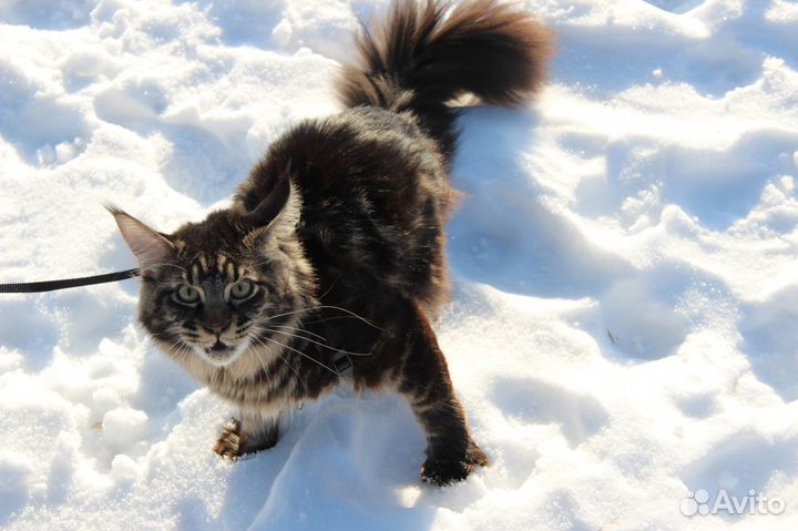 Вязка Мейнкун