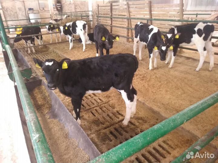 Телята бычки