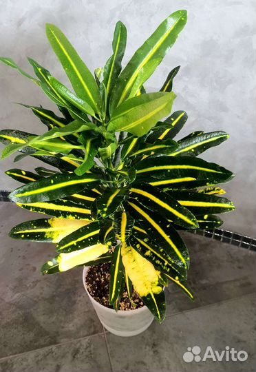 Кодиеумы,филоденроны,сциндапсусы,фикус белизСкидки