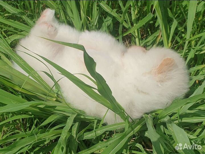 Померанский шпиц мини девочка