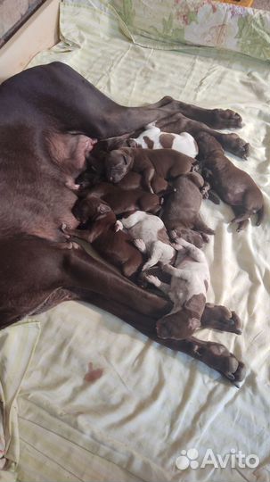 Щенки курцхаара