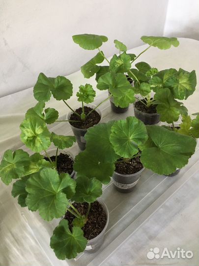 Сортовые пеларгонии