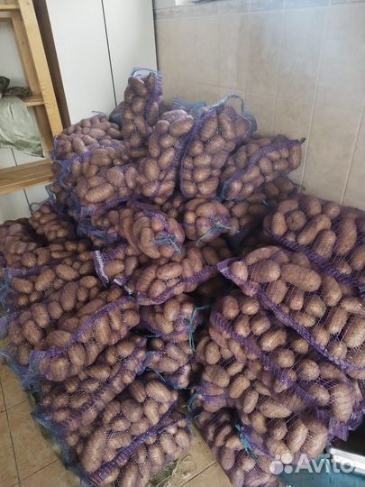 Картофель на еду и семенной