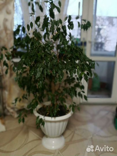 Фикус Бенджамина
