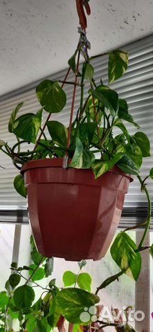 Пилея,нолина, хамедорея