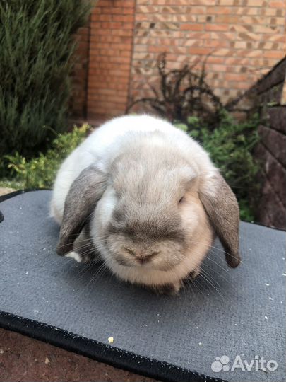 Кролик декоративный 5 месяцев самочка