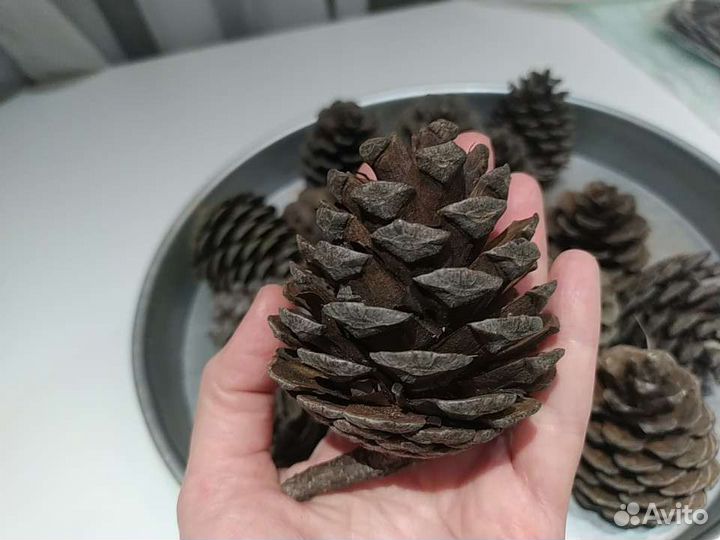 Крупные подарочные шишки